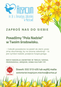 sadzenie żonkili